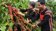 Giá cà phê tăng dựng đứng, lô hàng sang Mỹ tiếp tục giảm