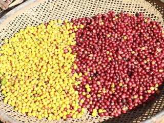 Hy Vọng Mới giới thiệu Colombia Las Margaritas Yellow Bourbon