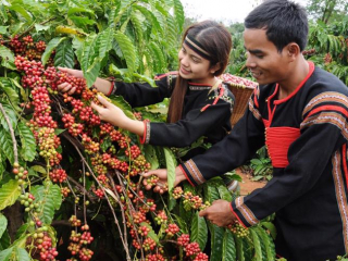 Giá cà phê tăng dựng đứng, lô hàng sang Mỹ tiếp tục giảm
