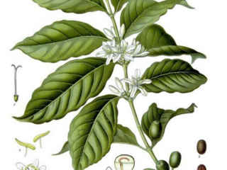 Arabica và Robusta