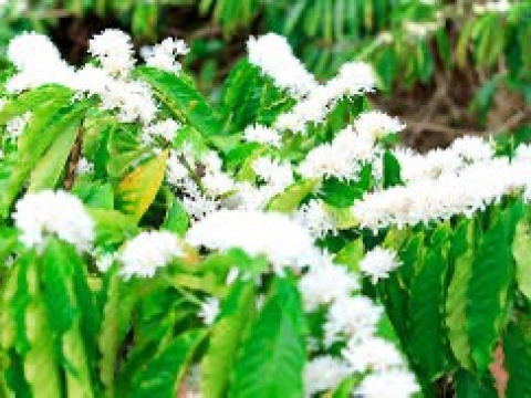 Cơ sở máy móc hiện đại tại hy vong mới 