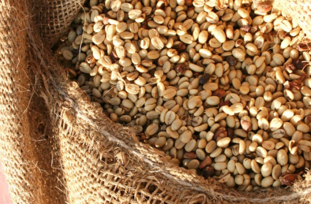 HẠT CÀ PHÊ ARABICA LÀ GÌ ? 