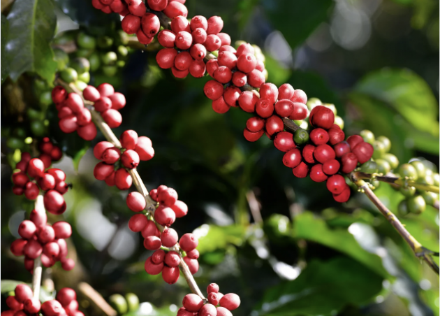 Hy Vọng Mới Coffee - Hương vị Ban Mê giữa lòng Miền Tây